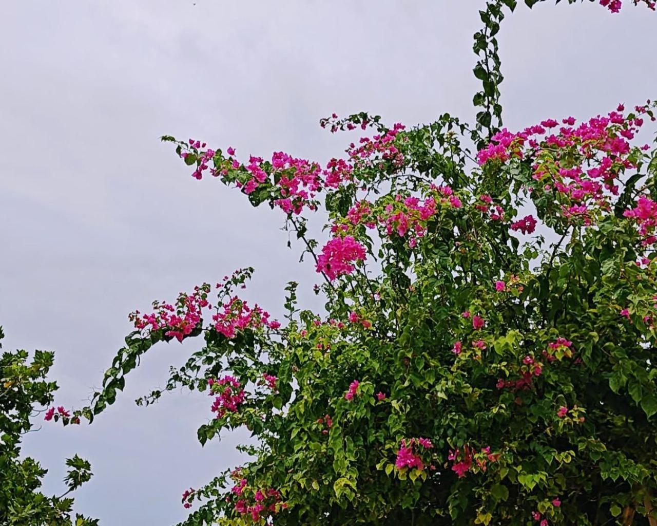 Bougan Villea Retreat Bodufolhudhoo Zewnętrze zdjęcie