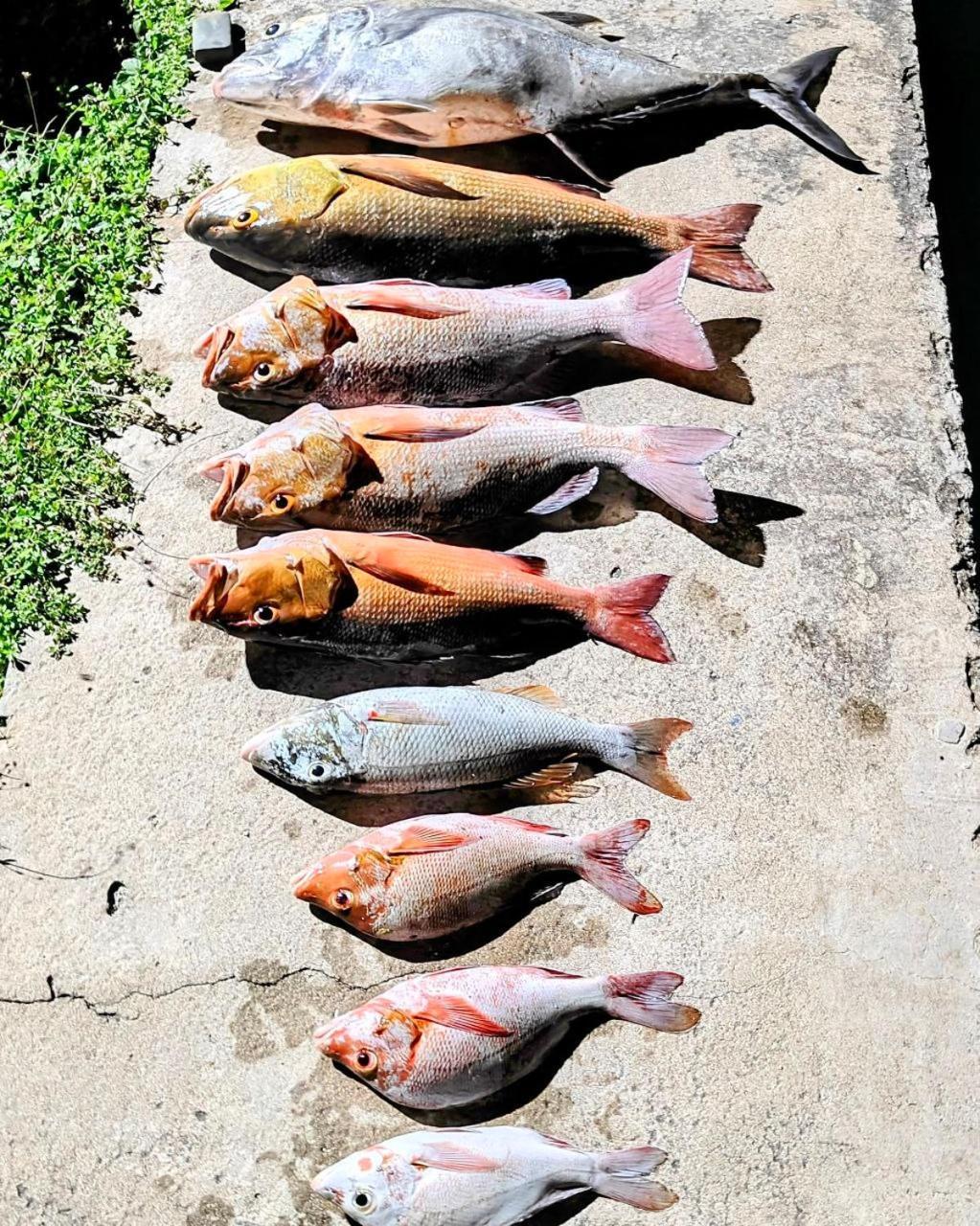 Bougan Villea Retreat Bodufolhudhoo Zewnętrze zdjęcie